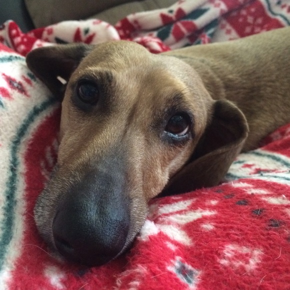 Meet your Posher, Tanna - Picture 4 of 4